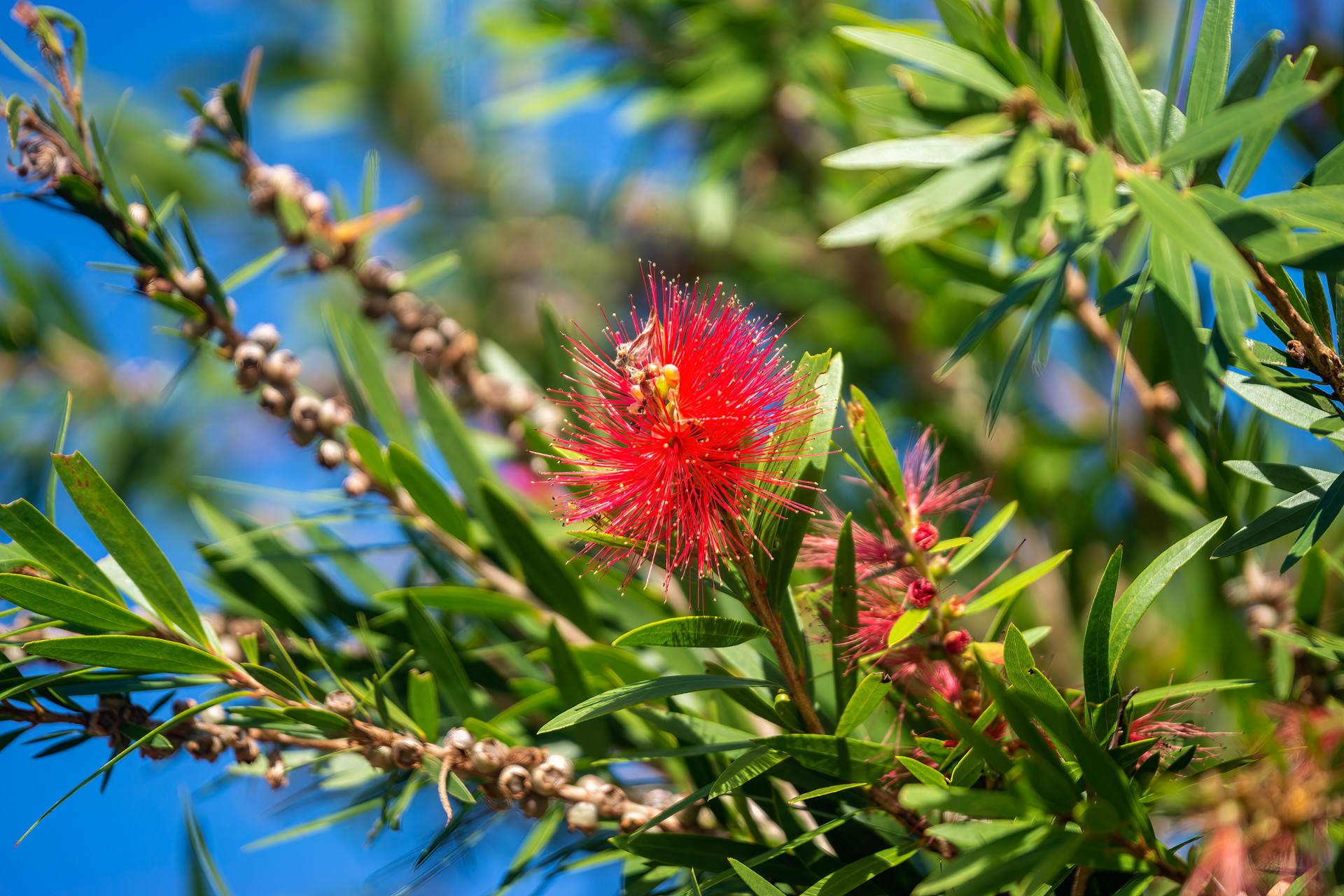 Karminroter Zylinderputzer